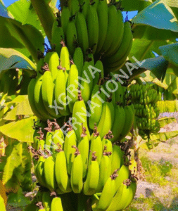 Bannana 253x300