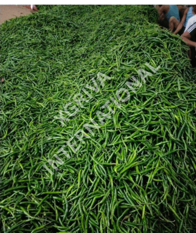 GreenChilli E1753986291727