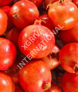 Pomegranate1 253x300